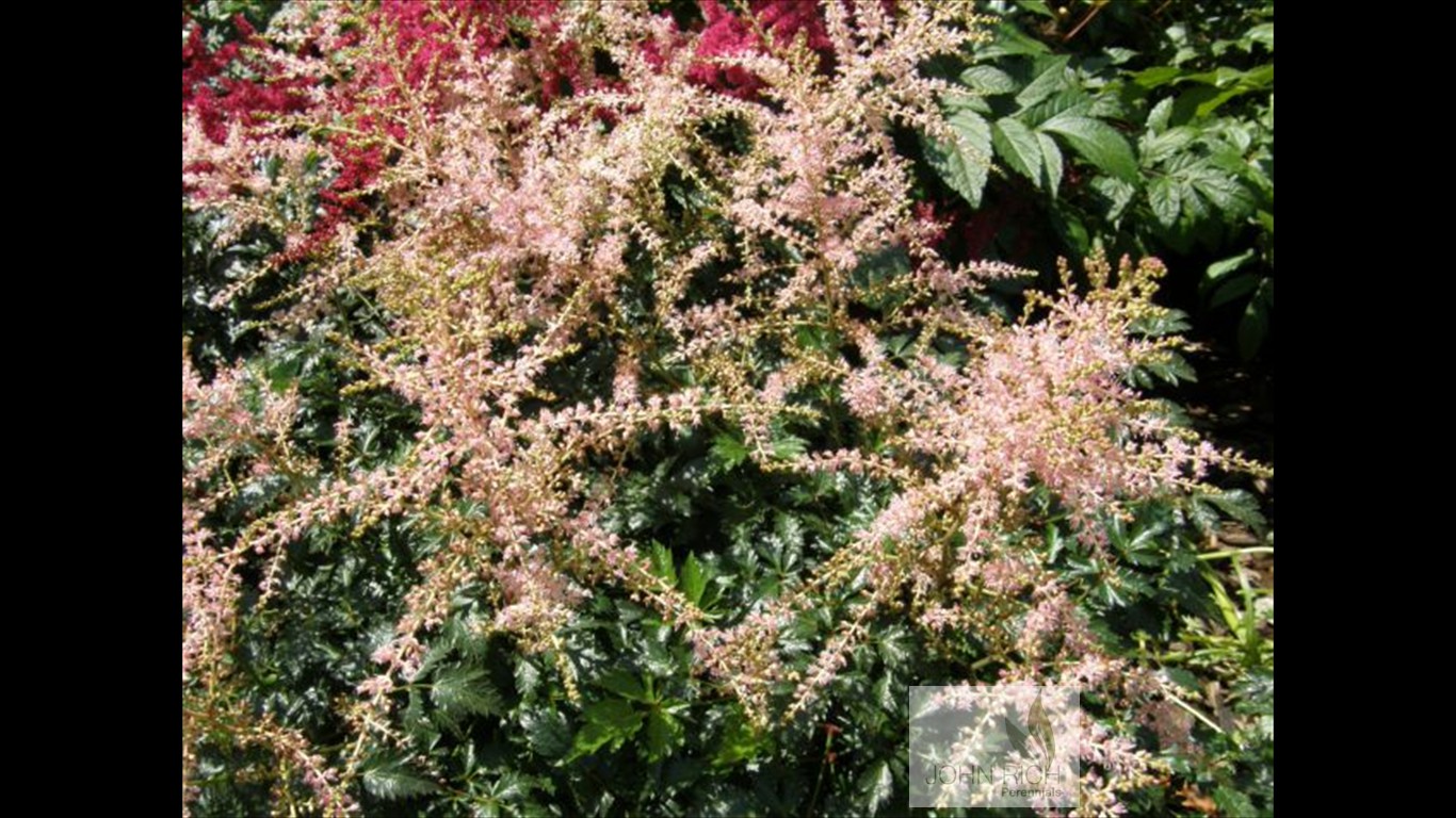 Astilbe simplicifolia 'Hennie Graafland'