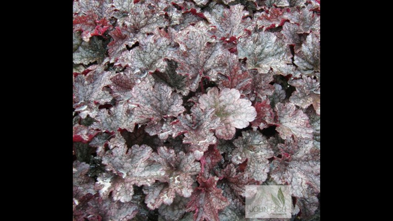 Heuchera 'Plum Pudding'