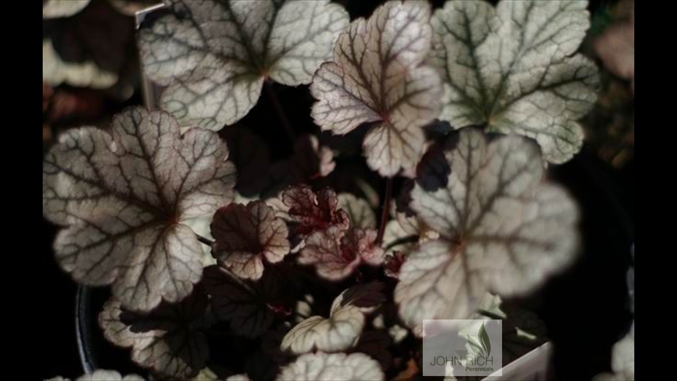 Heuchera 'Silver Scrolls'