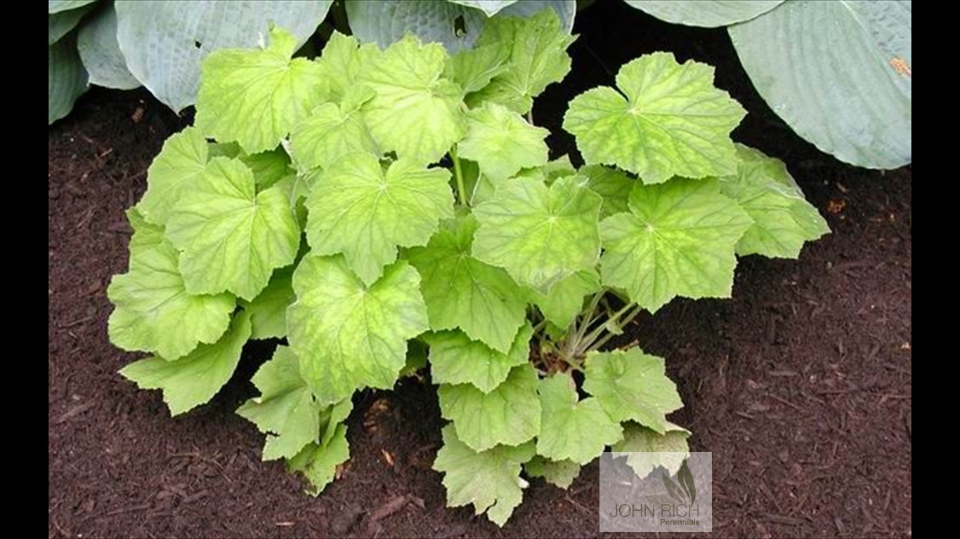 Heuchera villosa 'Autumn Bride'