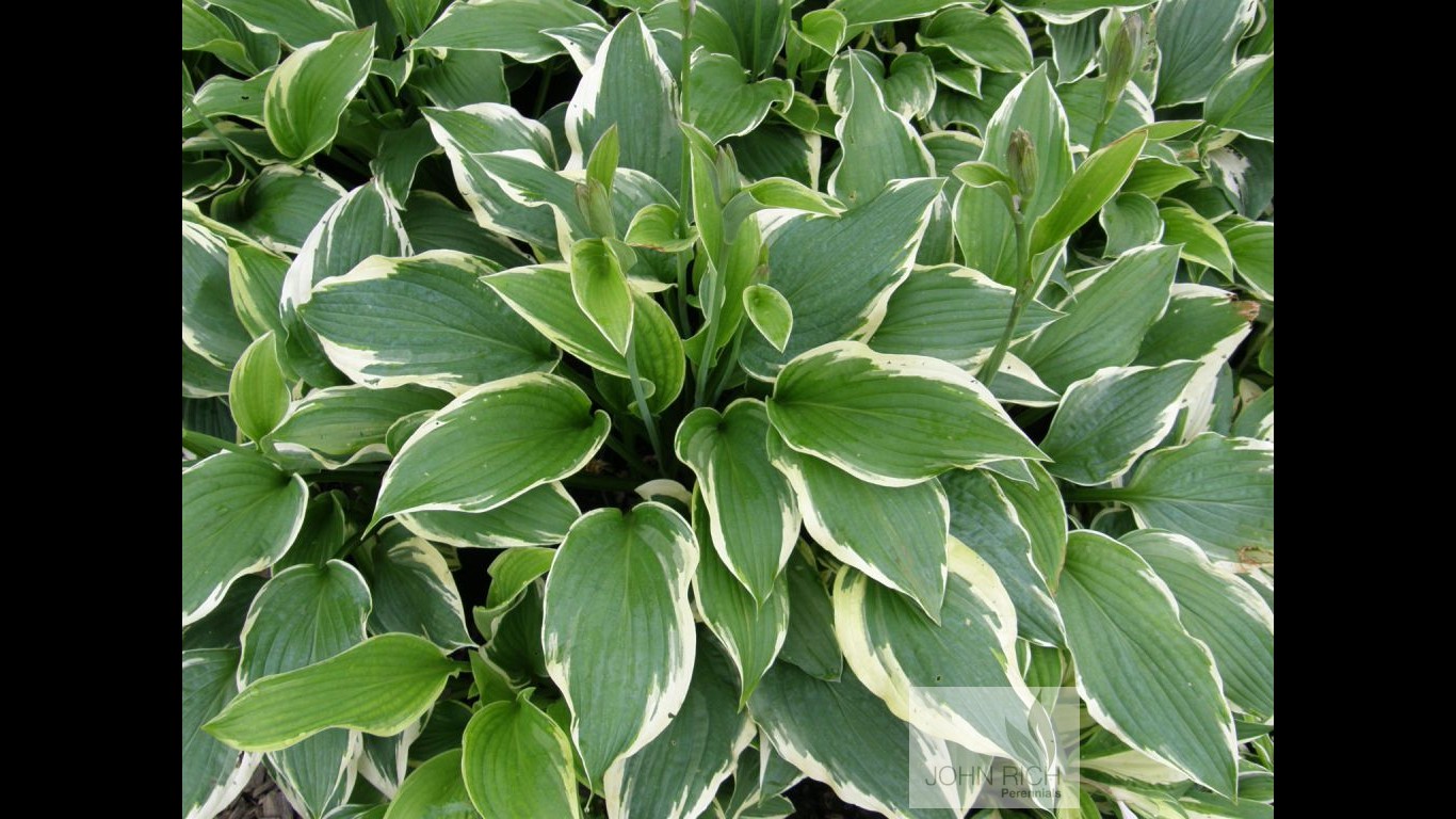 Hosta 'Antioch'