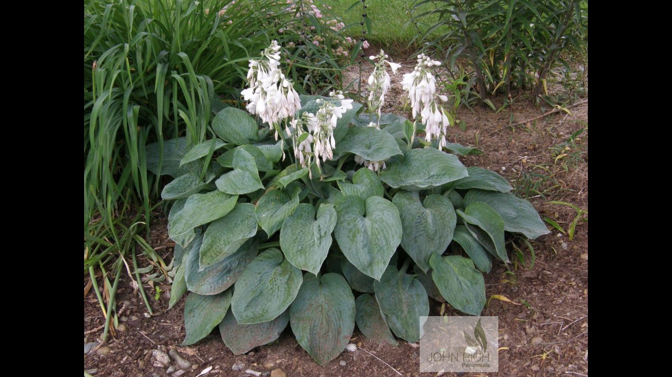 Hosta 'Blue Angel'