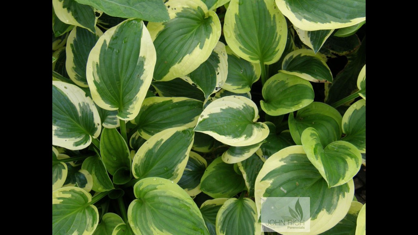 Hosta 'Brim Cup'