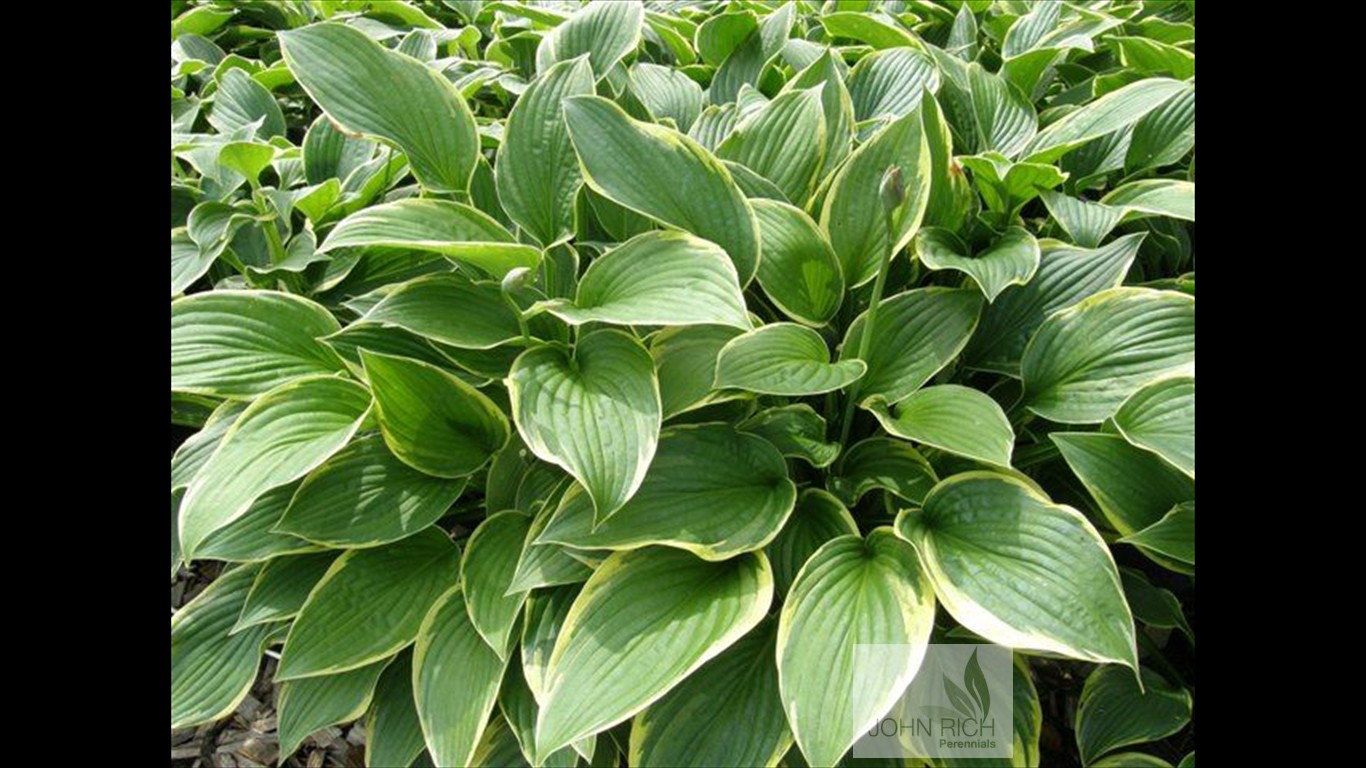 Hosta fortunei 'Aureo-marginata'