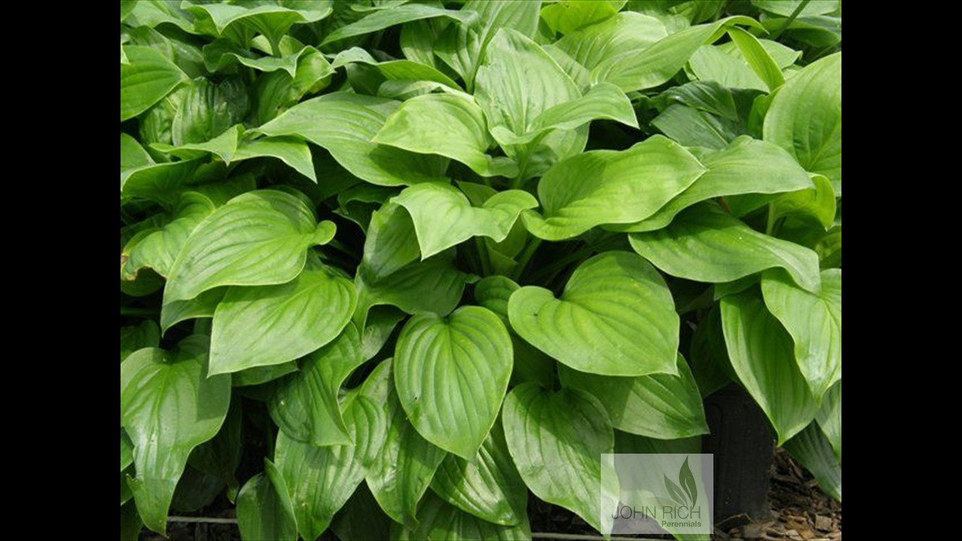 Hosta 'Fried Green Tomatoes'