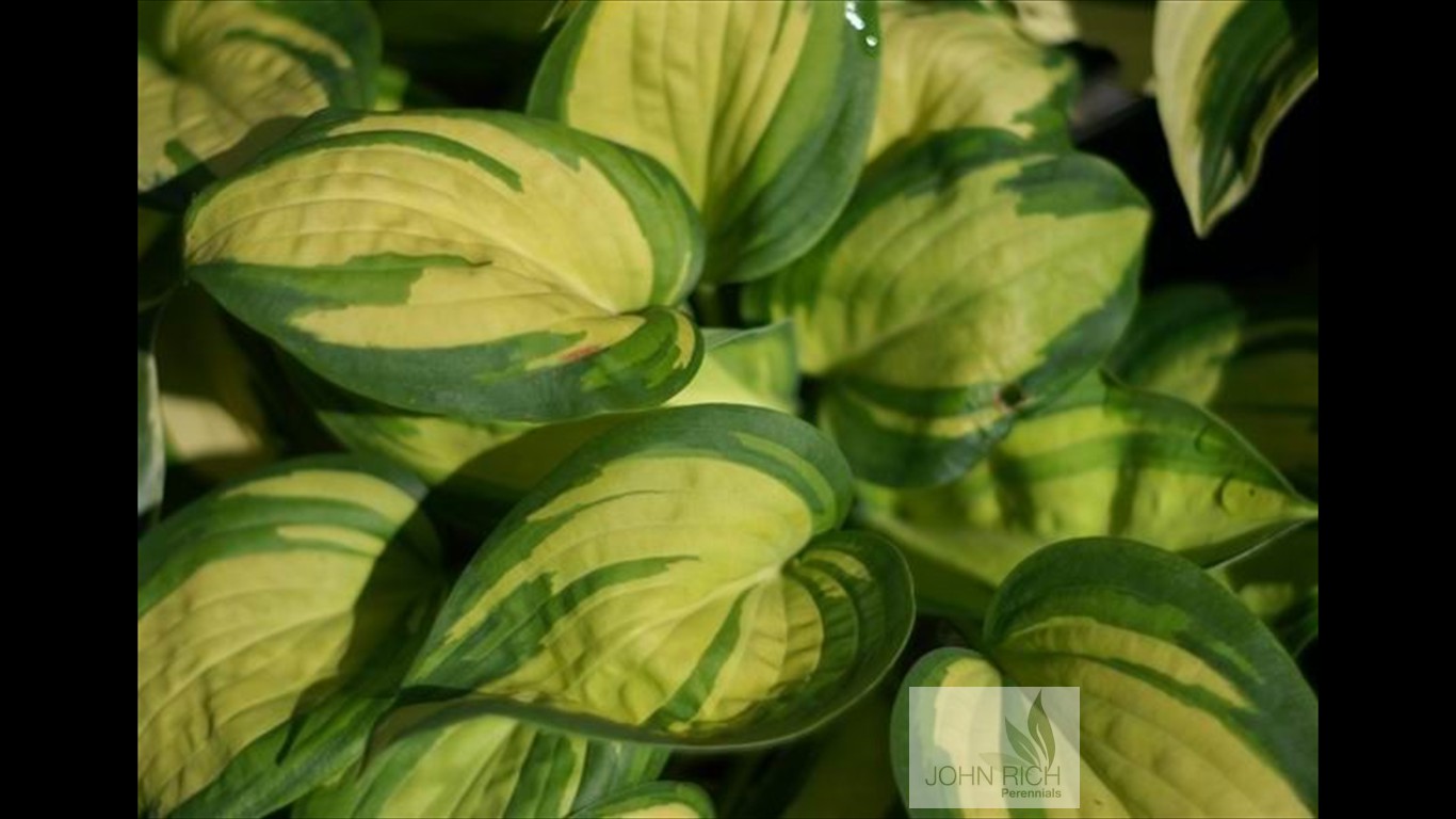 Hosta 'Great Expectations'