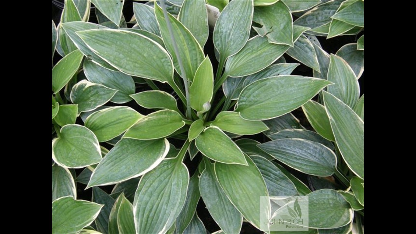 Hosta ' Iona'