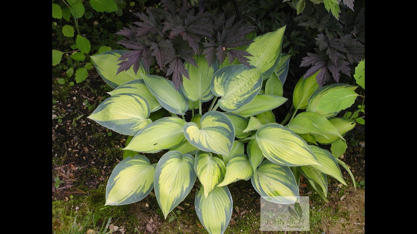 Hosta ' June'