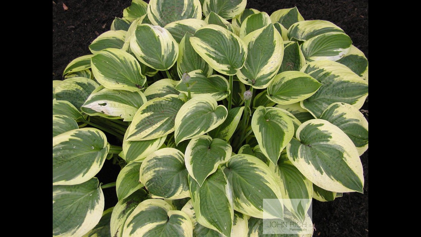 Hosta 'Mildred Seaver'