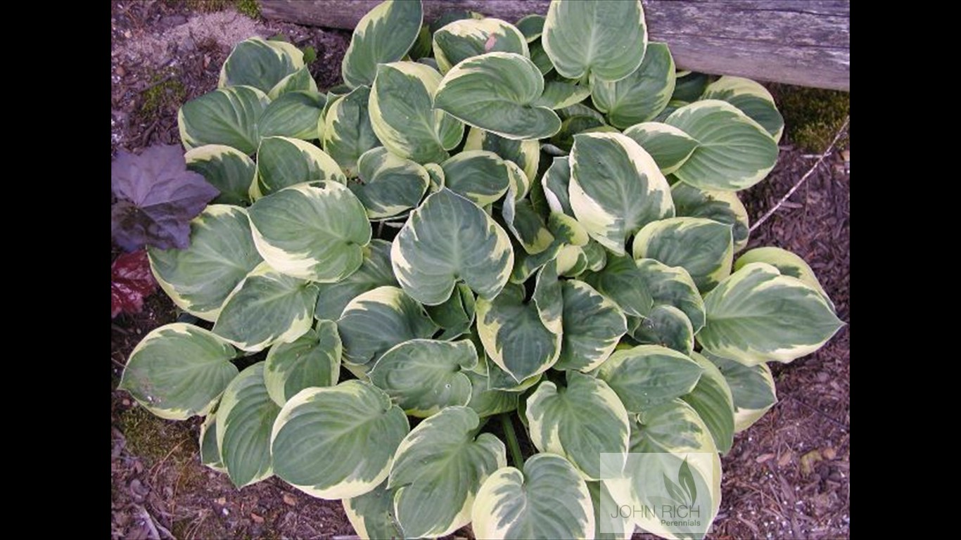 Hosta 'Moon River'