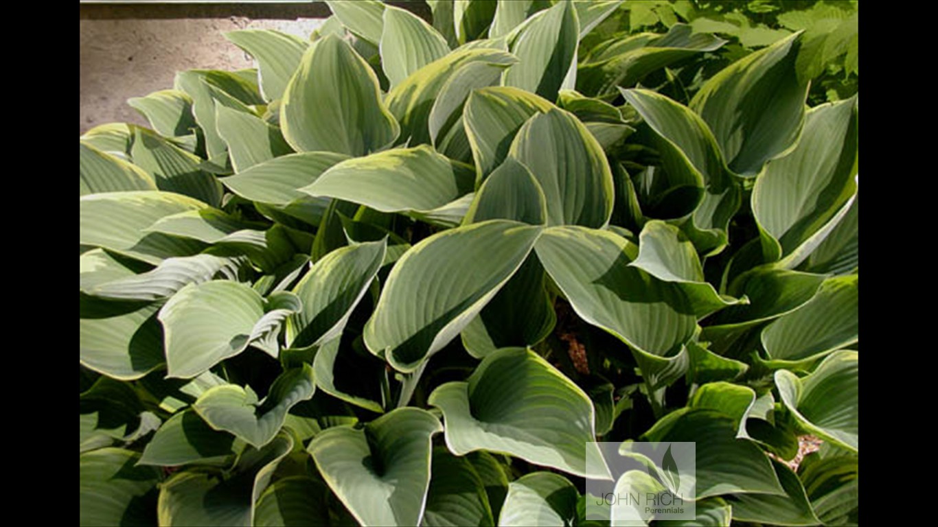 Hosta 'Regal Splendor'