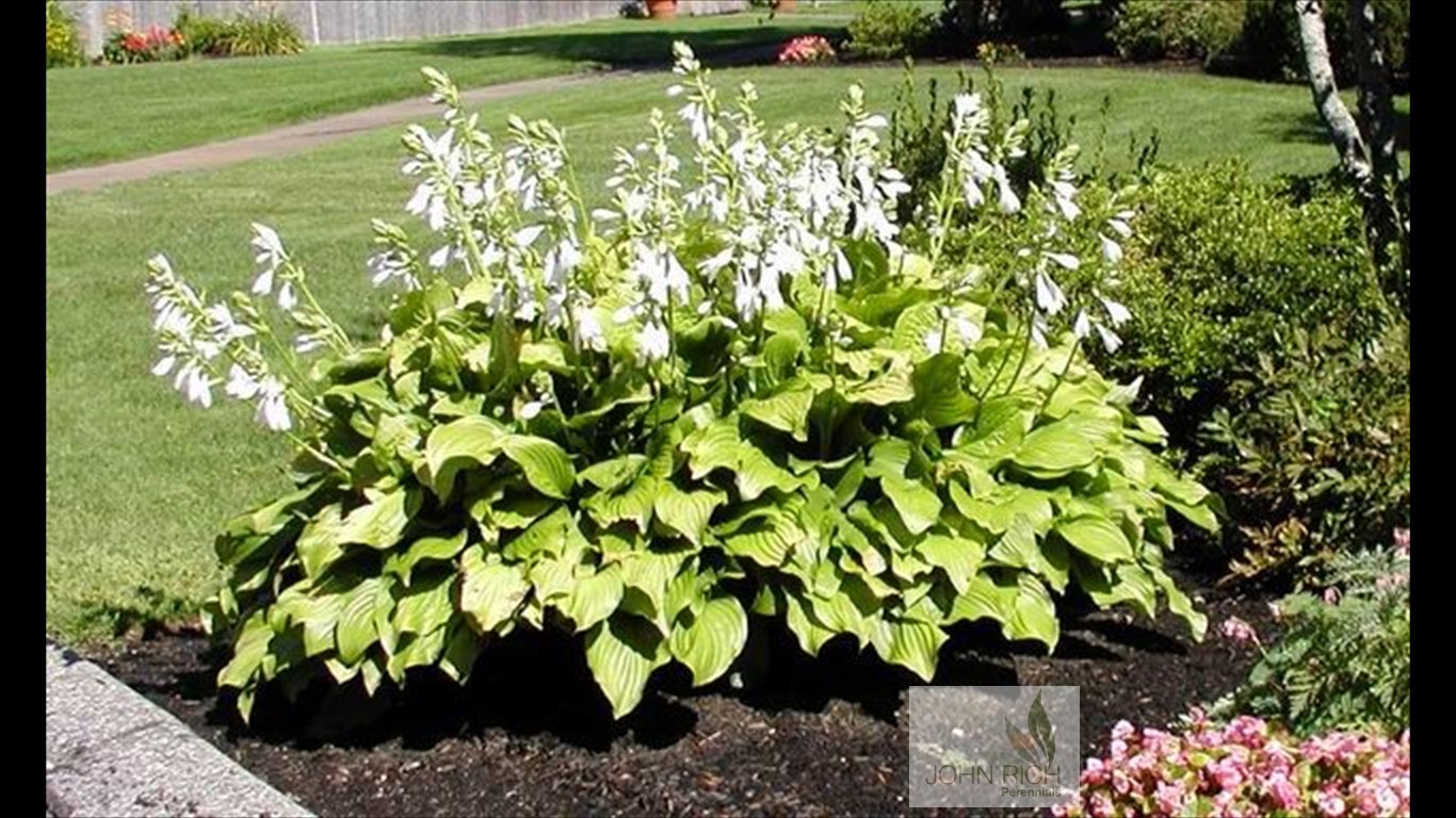 Hosta 'Royal Standard'