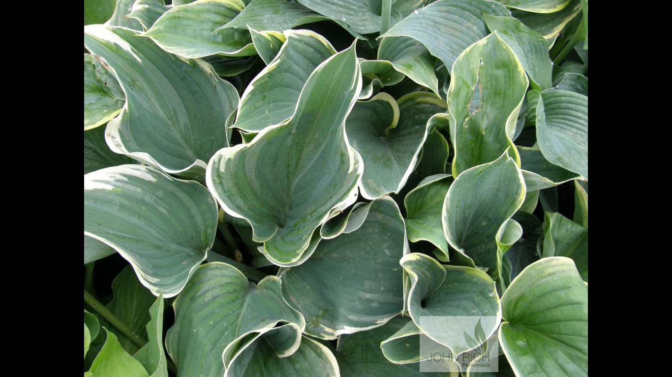 Hosta 'Sagae'