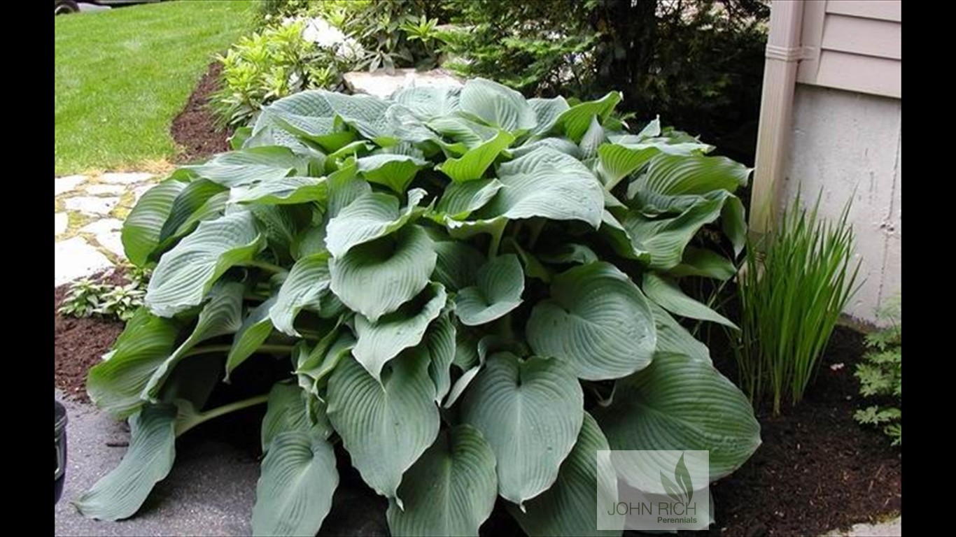 Hosta sieboldiana 'Elegans'