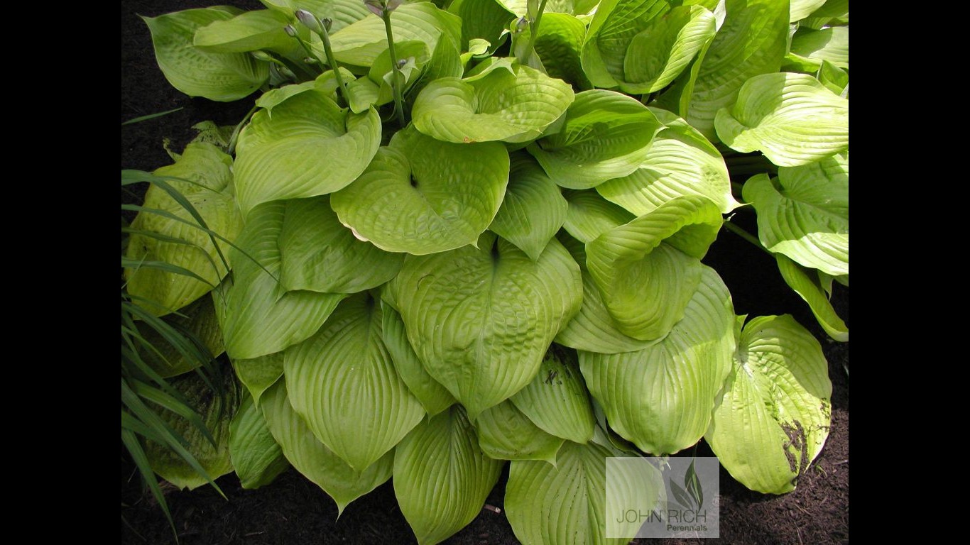 Hosta 'Sum and Substance'