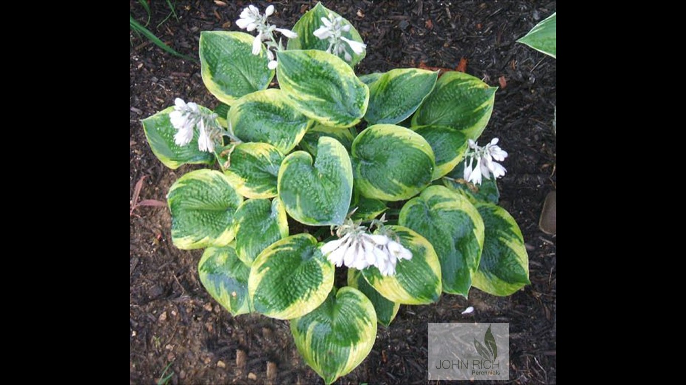 Hosta tokudama 'Flavocircinalis'