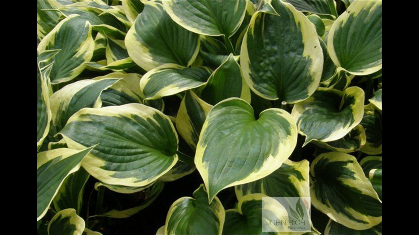 Hosta 'Twilight'