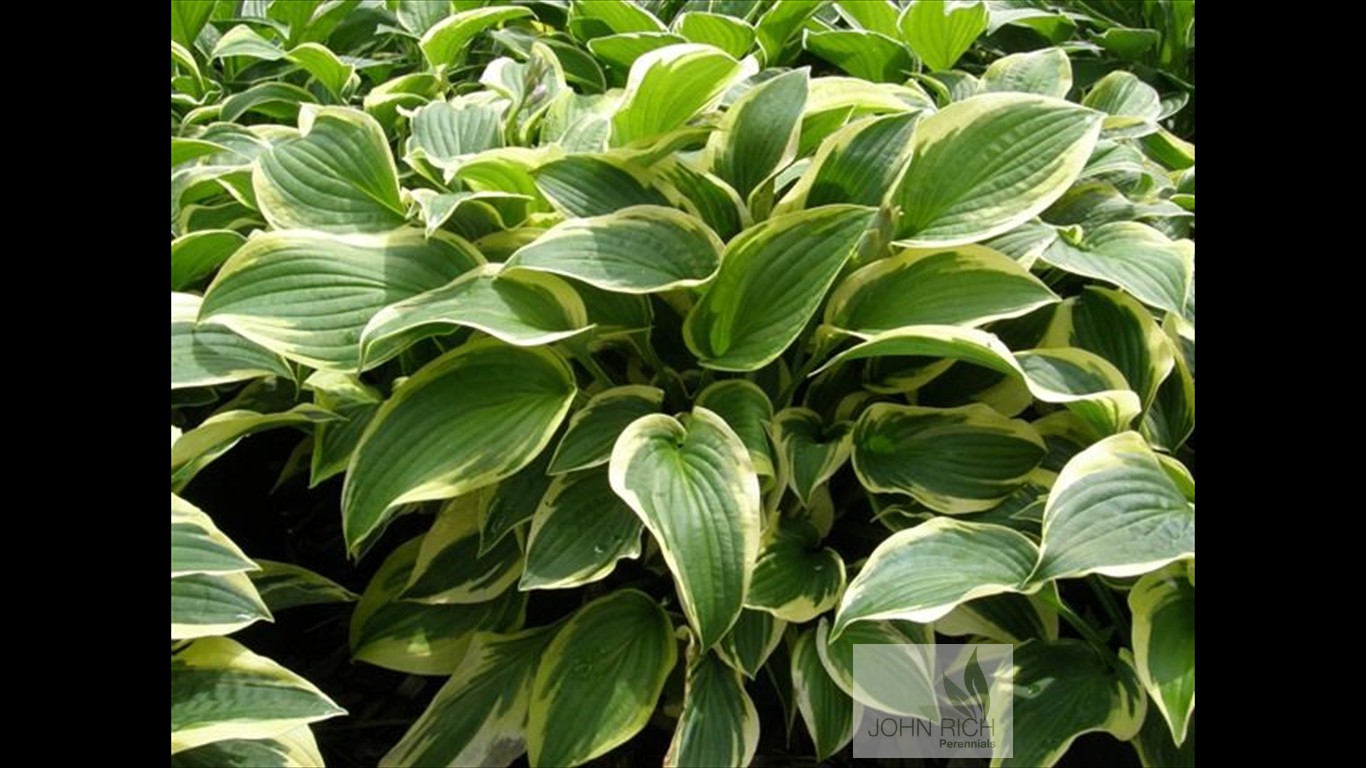 Hosta 'Wide Brim'