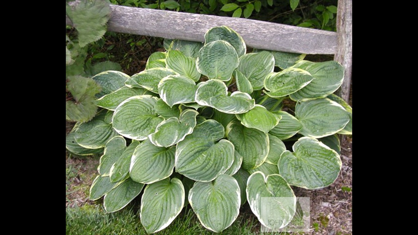 Hosta 'Christmas Tree'