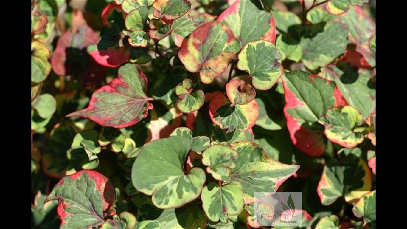 Houytunnia cordata 'Chameleon'