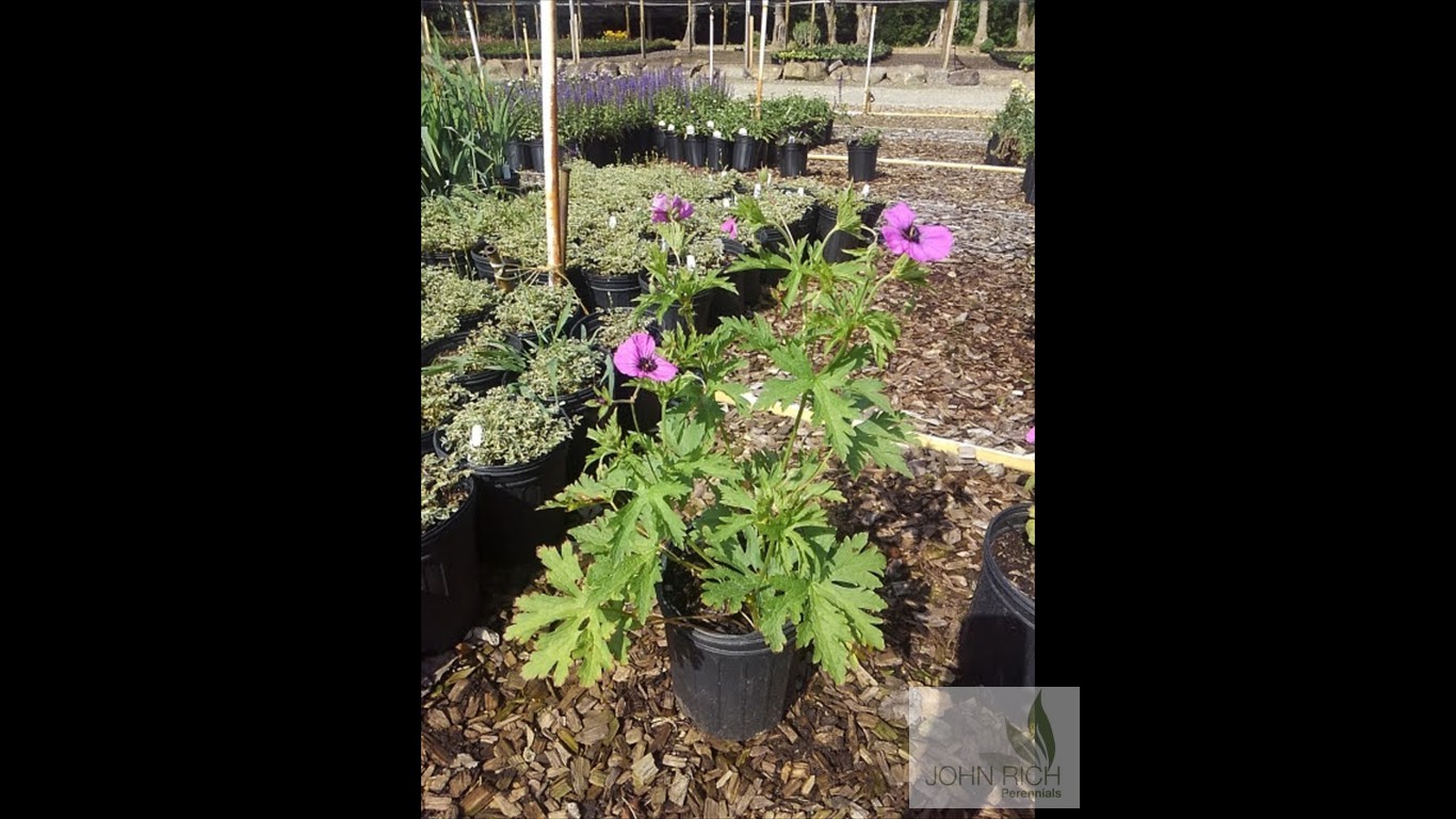 Geranium maculatum