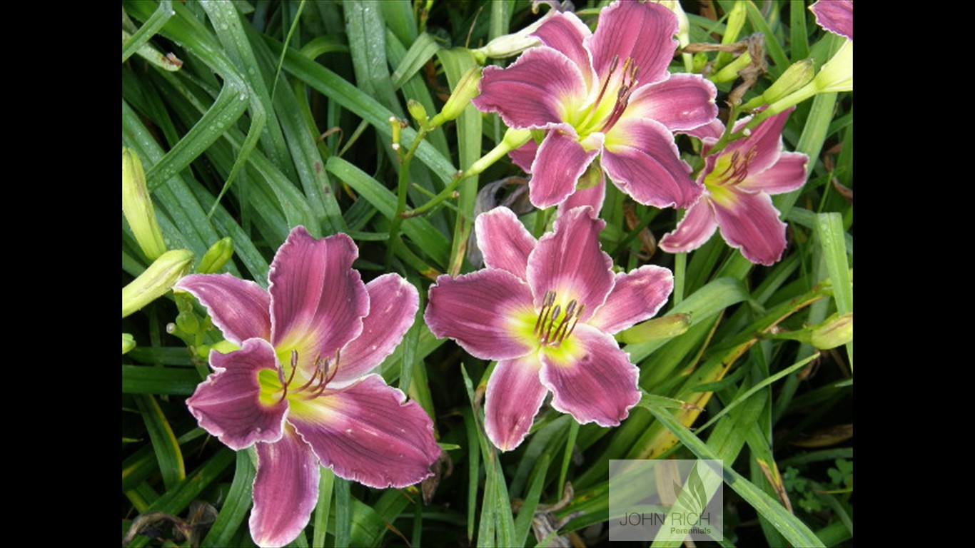 Hemerocallis 'Indian Giver'