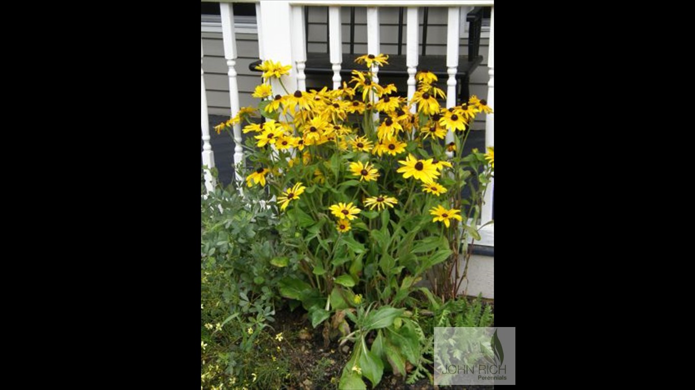 Rudbeckia hirta 'Indian Summer'