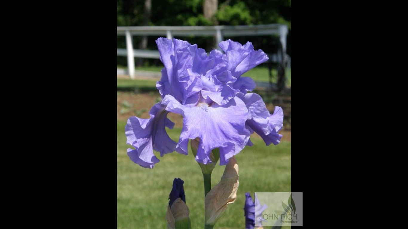 Iris germanica 'Breakers'