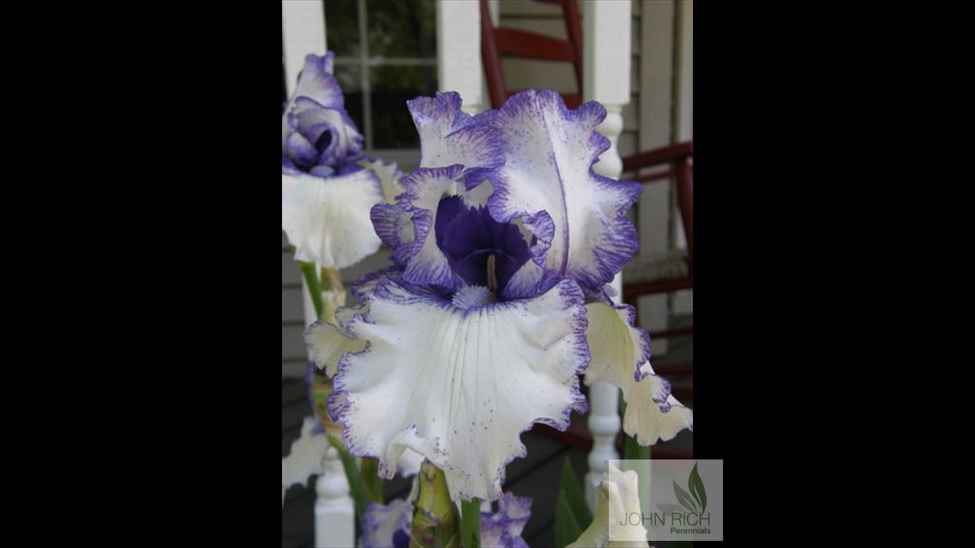 Iris germanica 'Rare Treat'