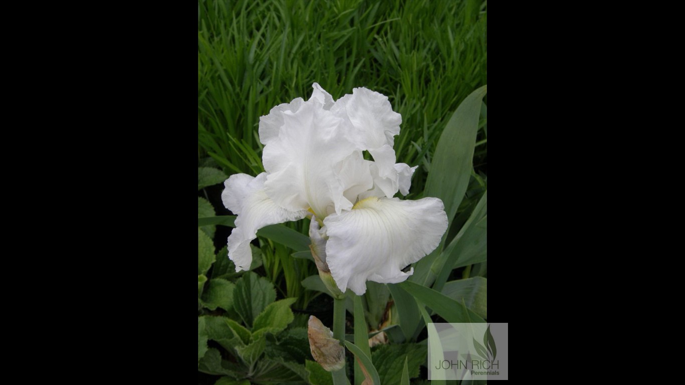 Iris germanica 'Immortality'