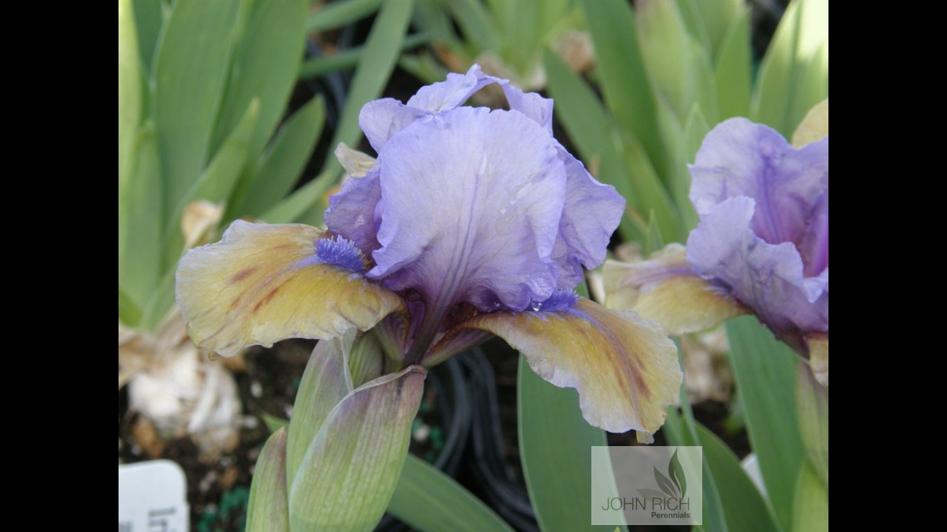 Iris pumila 'What Again'