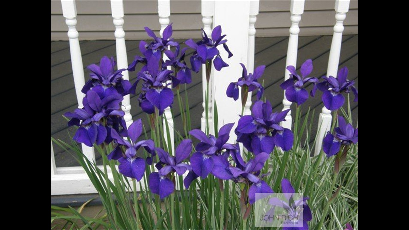 Iris sibirica 'Caesar's Brother'