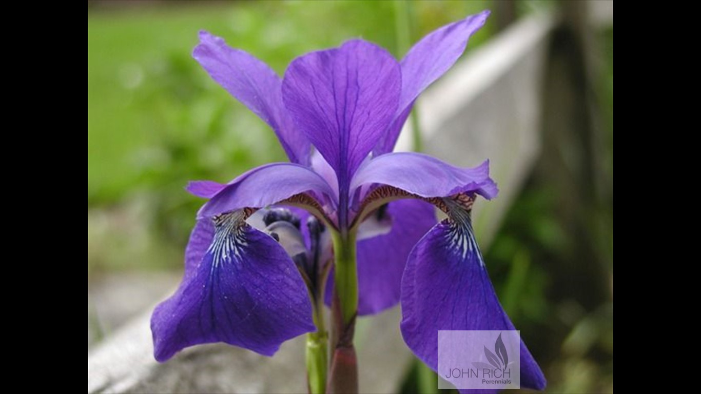 Iris sibirica 'Caesar's Brother'