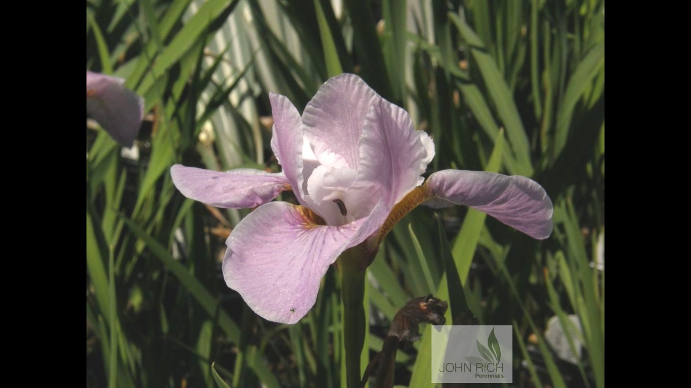 Iris sibirica 'Pink Haze'