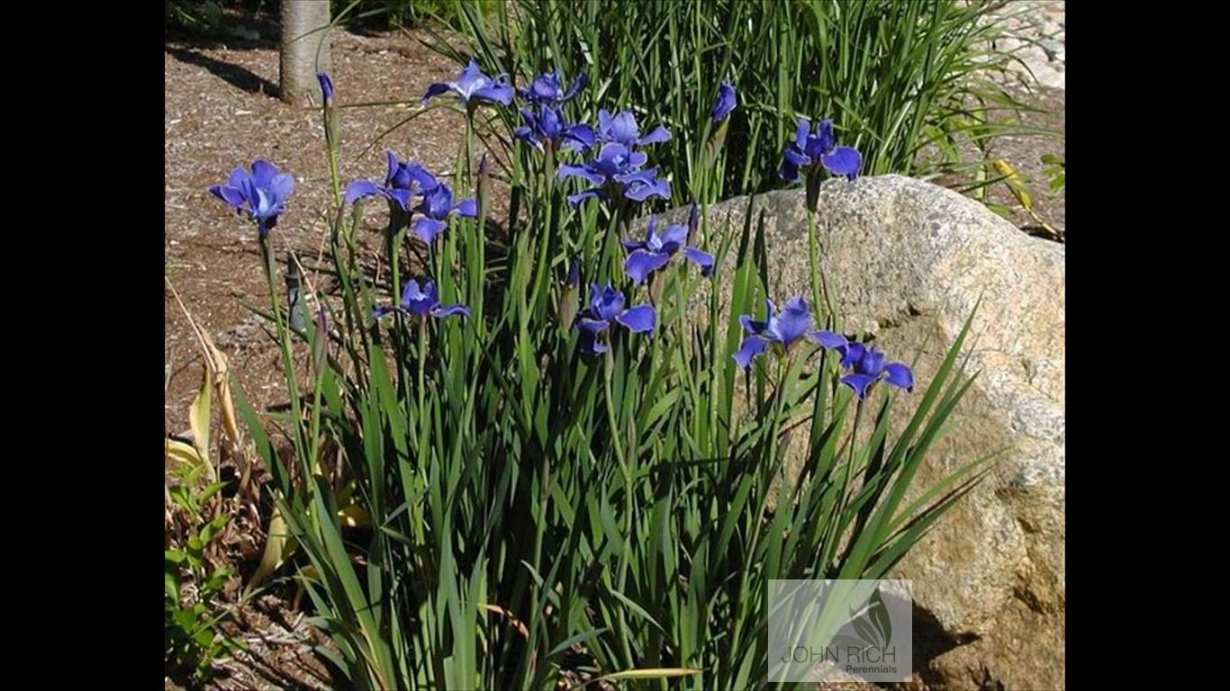 Iris sibirica 'Silver Edge'