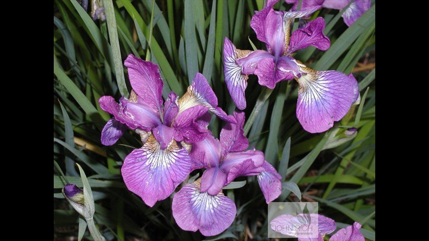 Iris sibirica 'Sparkling Rose'