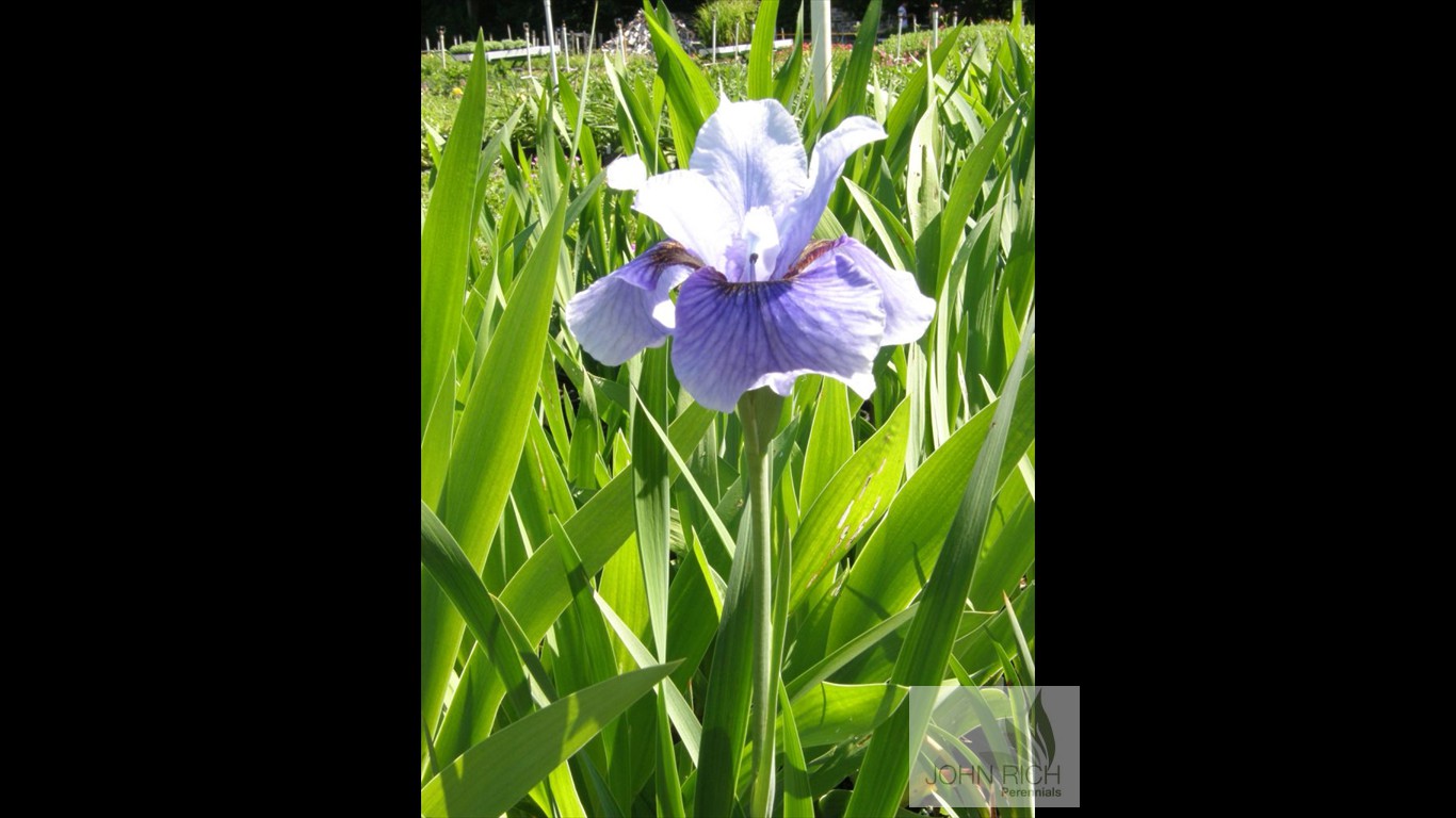 Iris sibirica 'Super Ego'