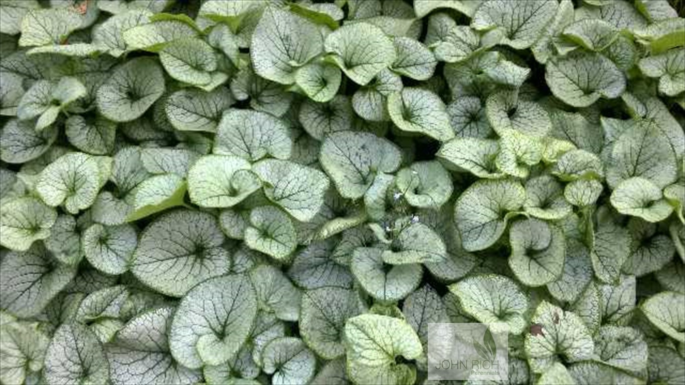 Brunnera 'Jack 'Frost'