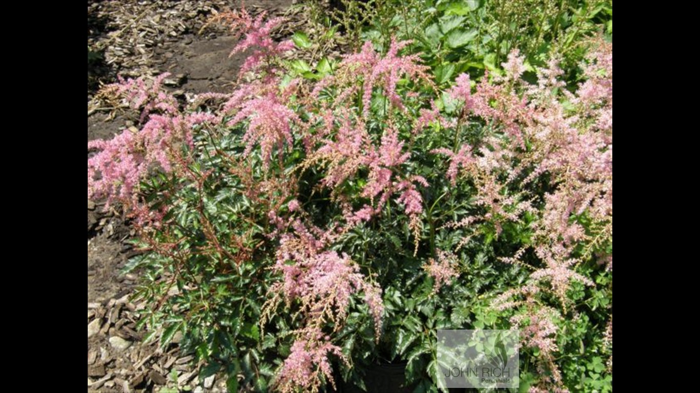 Astilbe simplicifolia 'Key Largo'