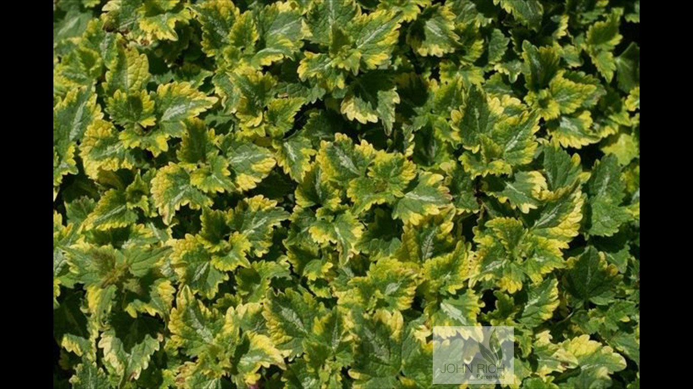 Lamium 'Anne Greenaway'