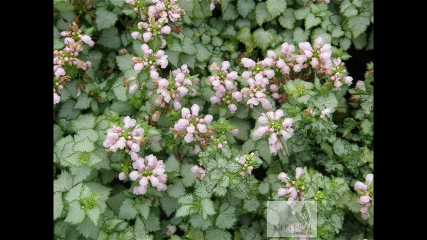 Lamium maculatum 'Pink Pewter'