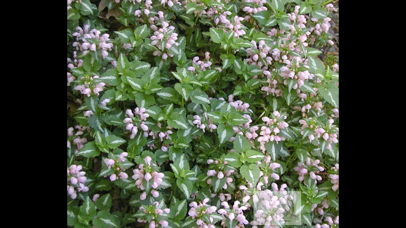 Lamium maculatum 'Shell Pink'