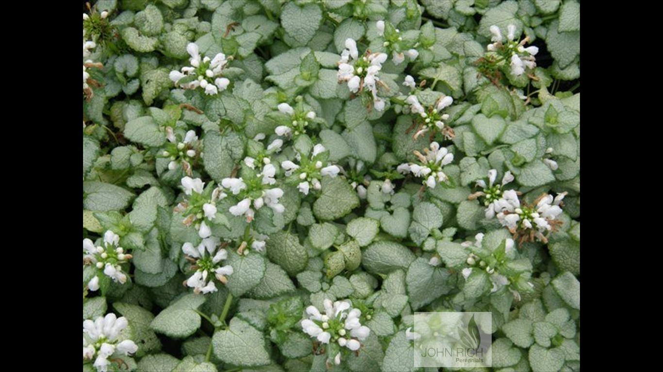 Lamium maculatum 'White Nancy'