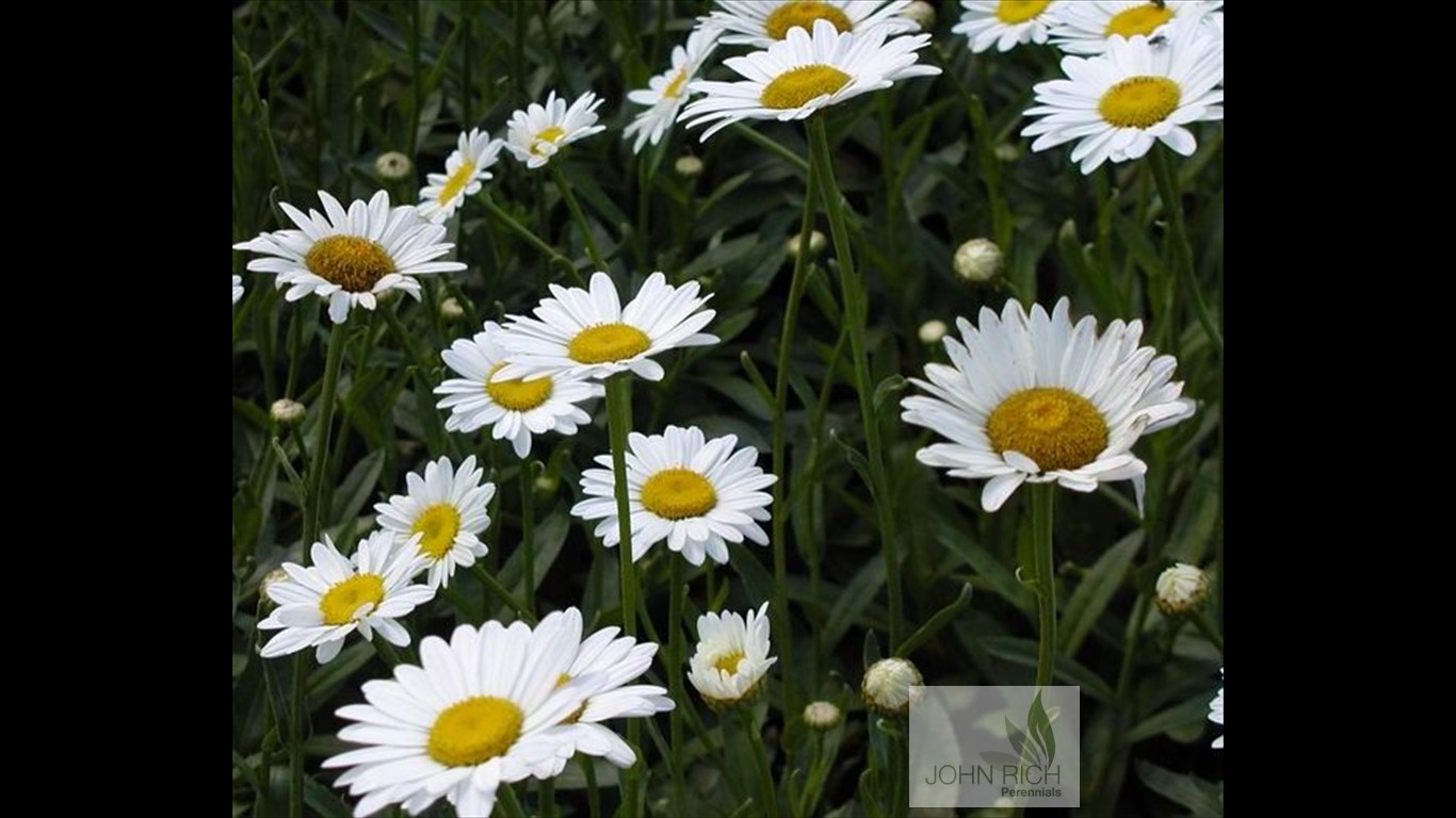 Leucanthemum superbum 'Becky'