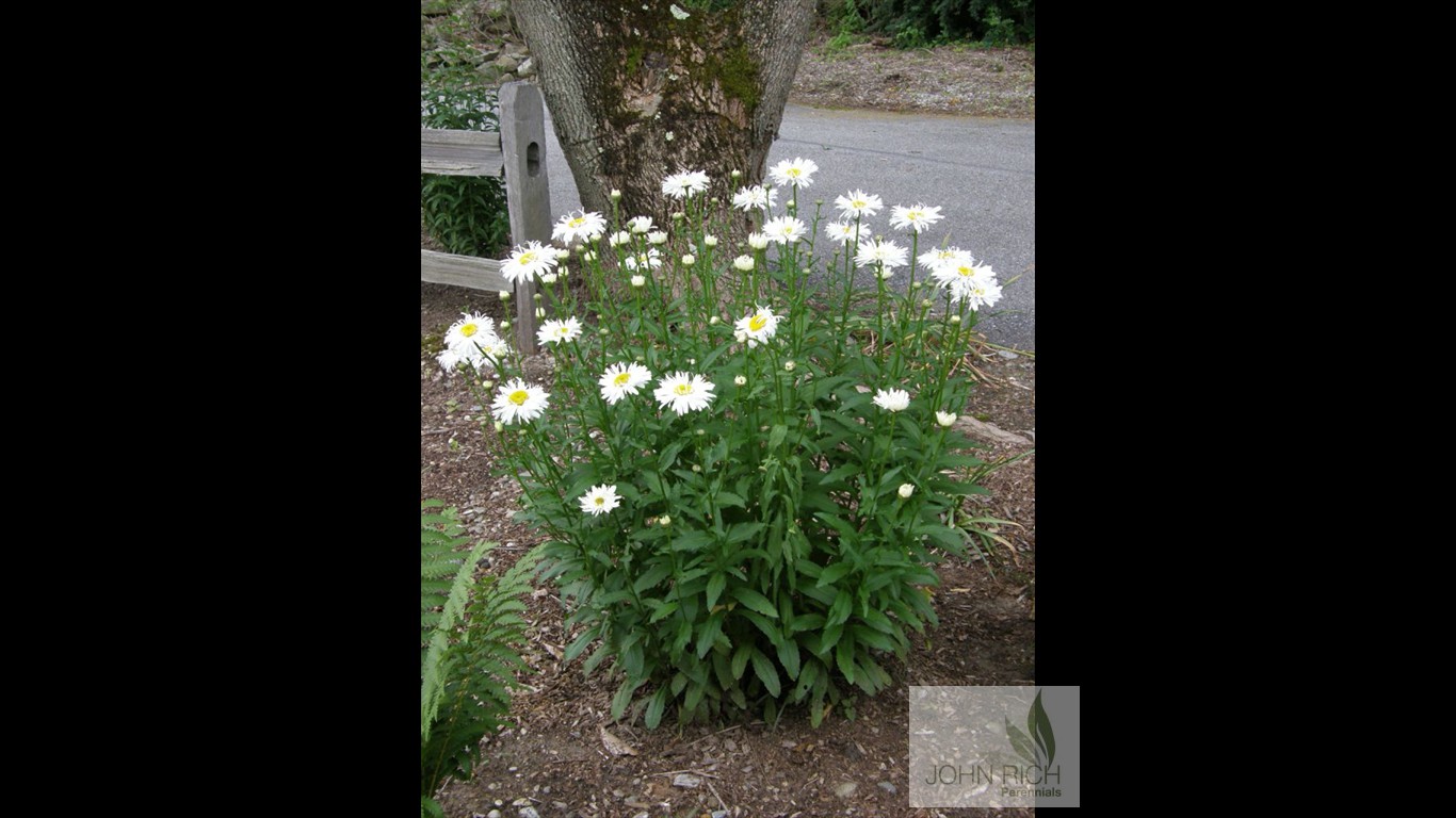 Leucanthemum superbum 'Crazy Daisy'