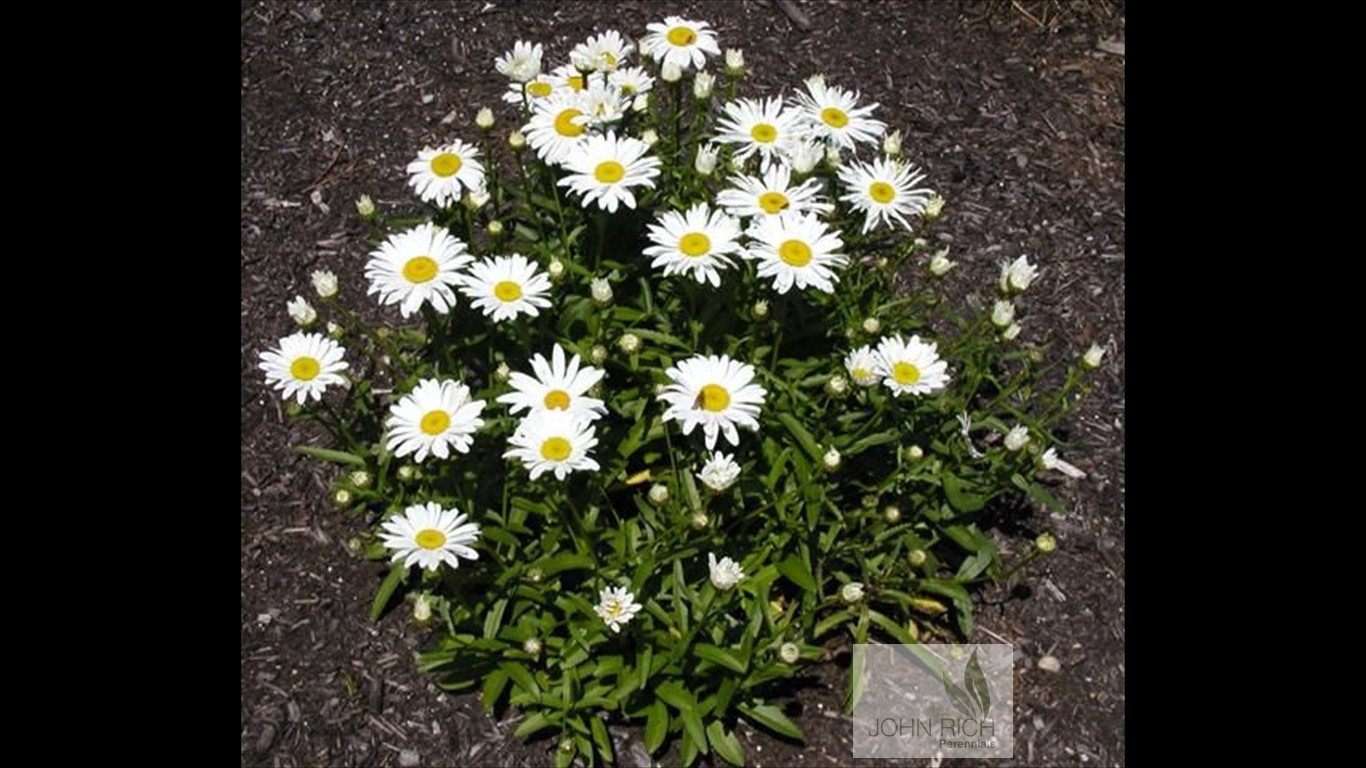 Leucanthemum superbum 'Silver Princess'