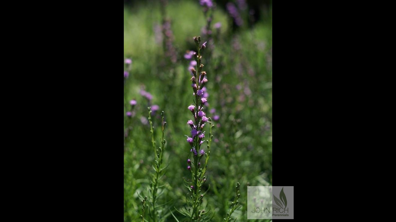 Liatris microcephela