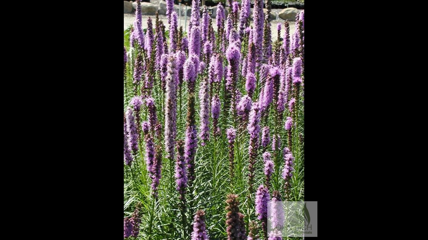 Liatris spicata 'Kobold'