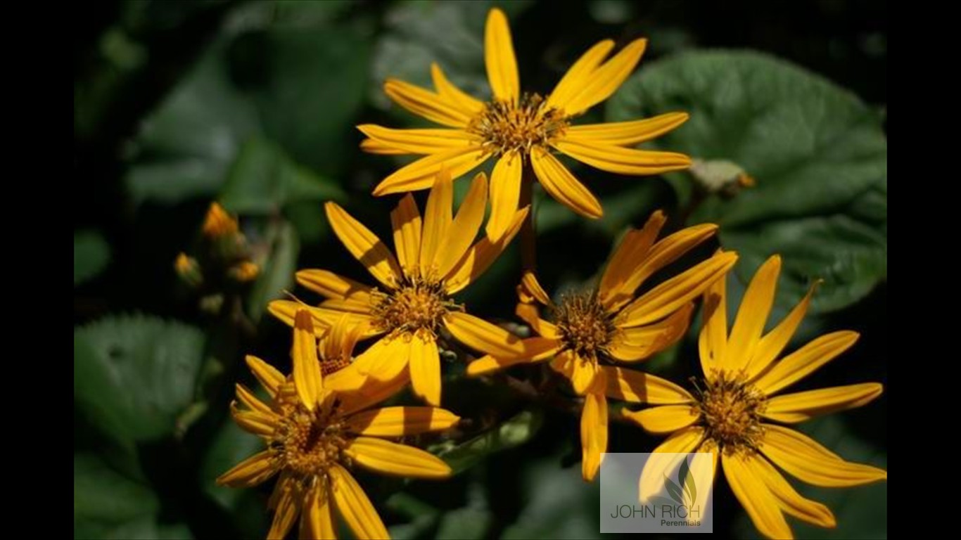 Ligularia dentata 'Desmonda'