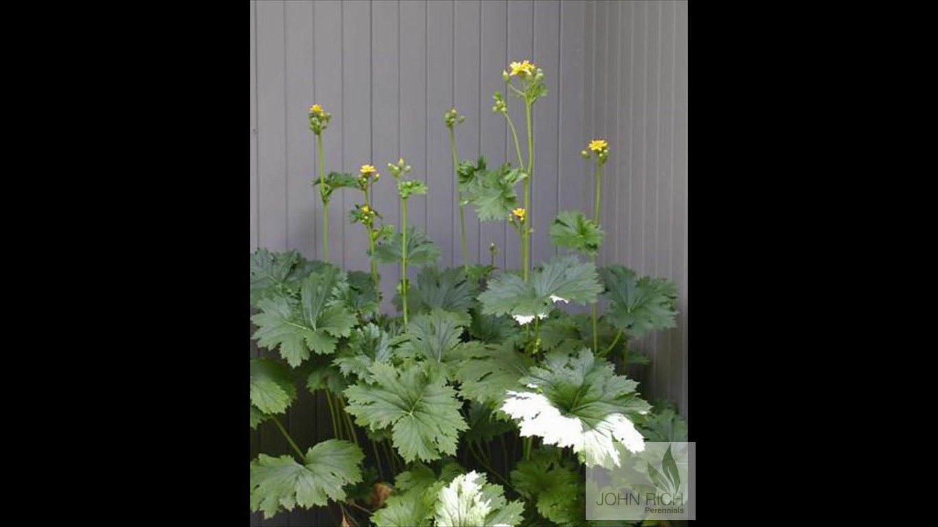 Ligularia dentata ' Othello'